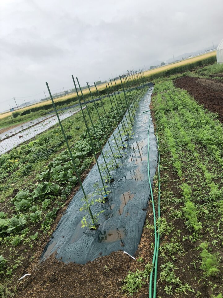 無農薬野菜 トマト